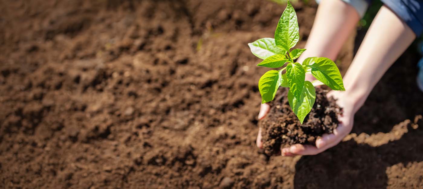 A tree is planted in rich soil to benefit the world. How many trees are planted each year?